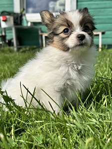 Papillon (2 foto / 8)