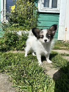 Papillon (1 foto / 8)