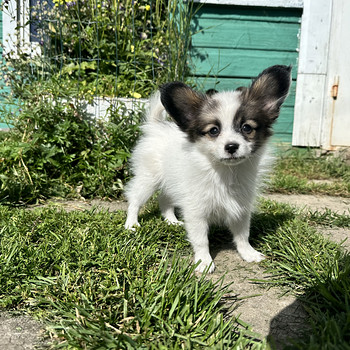 Papillon