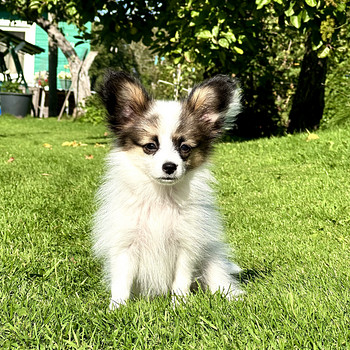 Papillon