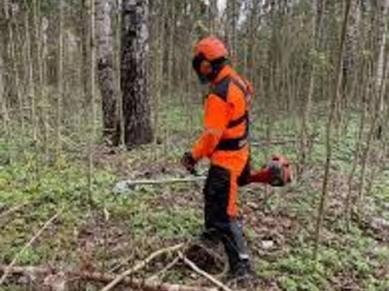 Töö metsas