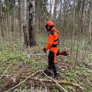 Töö metsas