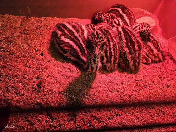 Продаются эму