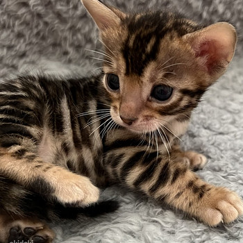 Bengal kassipojad Tallinn