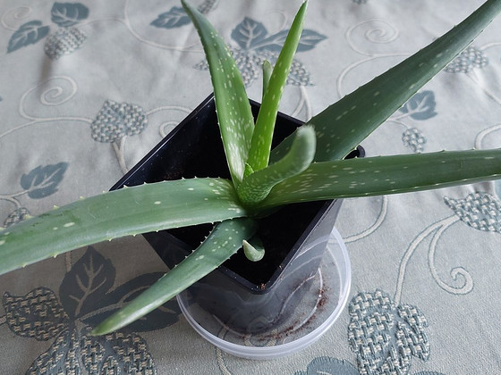 Aaloe Vera