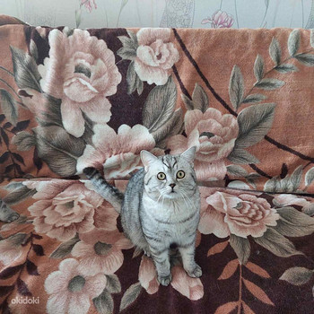 Шотландский Прямоухий Кот