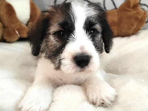 Jack Russell terrier
