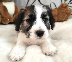 Jack Russell terrier (1 foto no 4)
