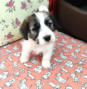 Jack Russell terrier (2 foto no 4)