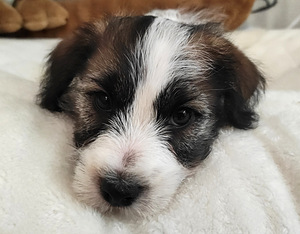 Jack Russell terrier (3 foto no 4)