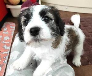 Jack Russell terrier (4 foto no 4)