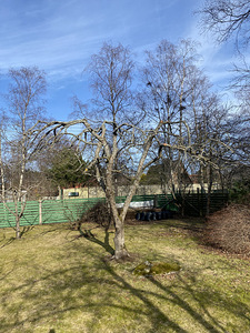 Viljapuude pügamine ja töötlemine (2 foto / 9)