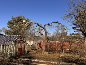 Viljapuude pügamine ja töötlemine (3 foto / 9)
