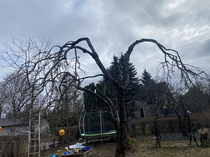 Viljapuude pügamine ja töötlemine (9 foto / 9)