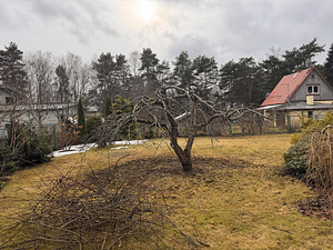 Viljapuude pügamine ja töötlemine (5 foto / 9)
