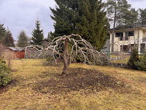 Viljapuude pügamine ja töötlemine (4 foto / 9)
