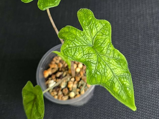 Toalilled - Alocasia