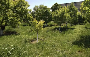 Մեծ հողատարածք Դավիթաշենում (3 լուսանկար / 3)