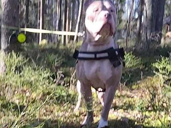 American bully