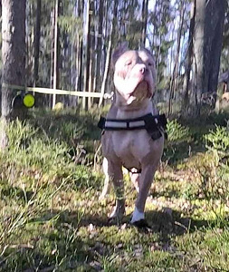American bully (1 valokuva sivusta 5)