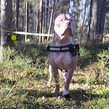 American bully