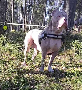 American bully (2 valokuva sivusta 5)