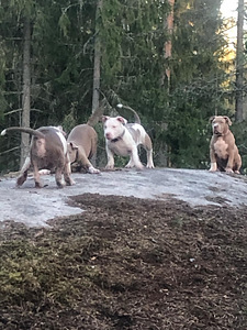 American bully (3 valokuva sivusta 5)