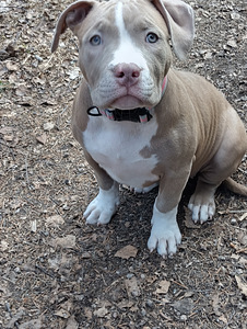 American bully (4 valokuva sivusta 5)