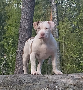 American bully (5 valokuva sivusta 5)