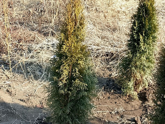 Դեկորատիվ Ծառեր