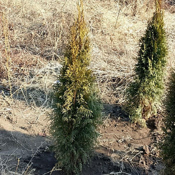 Դեկորատիվ Ծառեր