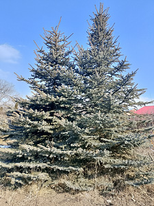 Դեկորատիվ Ծառեր (3 լուսանկար / 10)