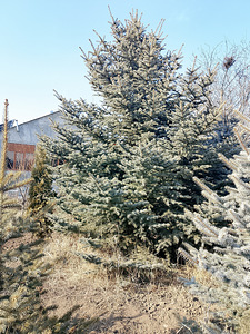 Դեկորատիվ Ծառեր (5 լուսանկար / 10)