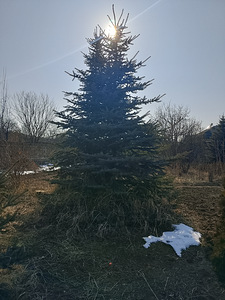 Դեկորատիվ Ծառեր (6 լուսանկար / 10)