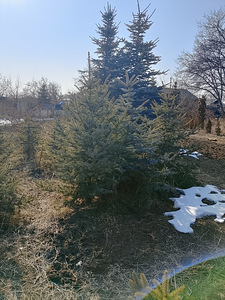 Դեկորատիվ Ծառեր (8 լուսանկար / 10)