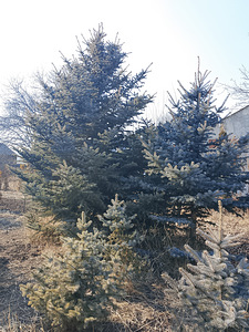 Դեկորատիվ Ծառեր (9 լուսանկար / 10)