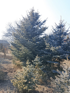 Դեկորատիվ Ծառեր (10 լուսանկար / 10)