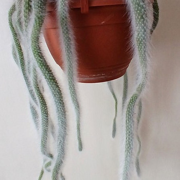 Hildewintera colademononis(Обезьяний хвост-Кактус)