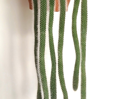 Hildewintera colademononis(Ahvisaba kaktus)