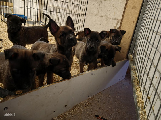 Malinoisin pennut