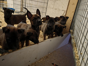 Malinoisin pennut (1 valokuva sivusta 2)