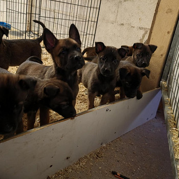 Malinoisin pennut