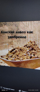 Продам навоз конский. (1 фото из 1)