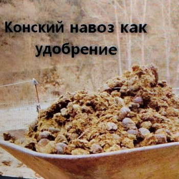 Продам навоз конский.