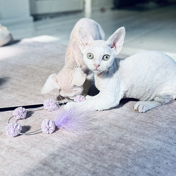 Devon Rex kassipojad otsivad armastavat kodu!