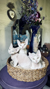 Devon Rex kassipojad otsivad armastavat kodu! (4 foto / 6)