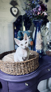 Devon Rex kassipojad otsivad armastavat kodu! (3 foto / 6)