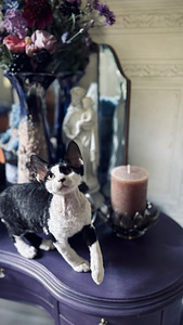 Devon Rex kassipojad otsivad armastavat kodu! (6 foto / 6)