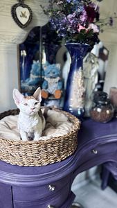 Devon Rex kassipojad otsivad armastavat kodu! (2 foto / 6)