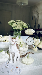 Devon Rex kassipojad otsivad armastavat kodu! (1 foto / 6)